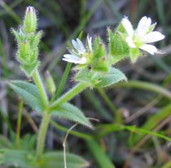 Cerastium capense