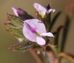 Psoralea uncinata