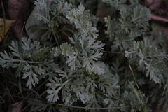 Artemisia absinthium