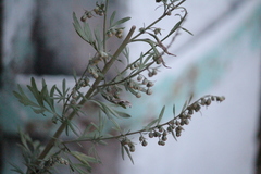 Artemisia absinthium