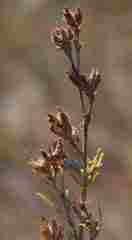 Psoralea uncinata