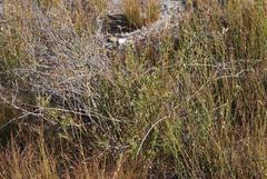 Psoralea uncinata