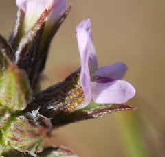 Psoralea uncinata