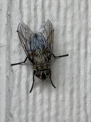 Muscidae