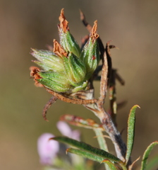 Psoralea uncinata