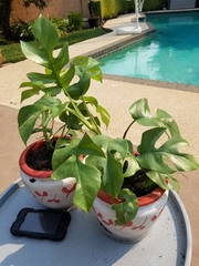 Rhaphidophora tetrasperma