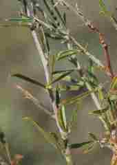 Psoralea uncinata