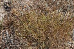 Psoralea uncinata