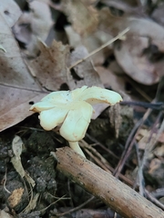Pseudoomphalina compressipes