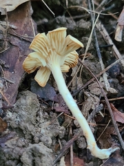 Pseudoomphalina compressipes