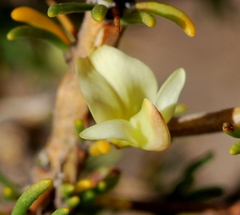 Aspalathus spinosa spinosa