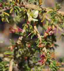 Aspalathus spinosa spinosa