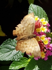 Achlyodes