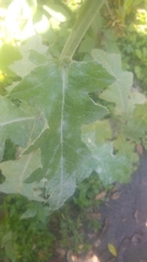 Cirsium mexicanum