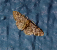 Idaea pervertipennis