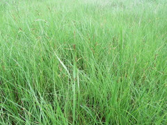 Carex tomentosa