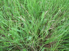 Carex tomentosa
