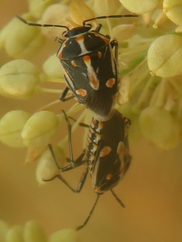 Bagrada Bug photo 5