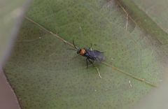Atomacera decepta