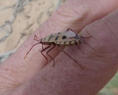 Probergrothius angolensis