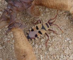 Probergrothius angolensis