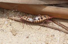 Probergrothius angolensis