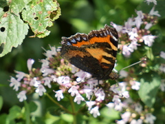 Aglais urticae