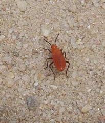 Probergrothius angolensis