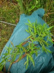 Dichanthelium scabriusculum