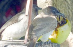Pycnonotus barbatus layardi