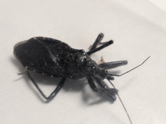 Apiomerus longispinis