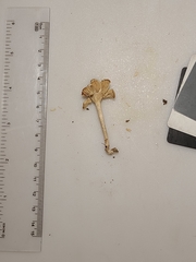 Pseudoomphalina compressipes