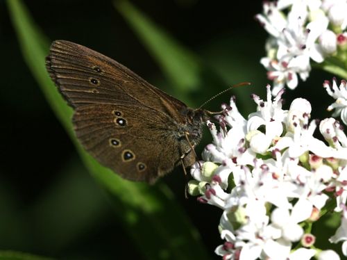 Aphantopus hyperantus