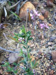 Indigofera filiformis