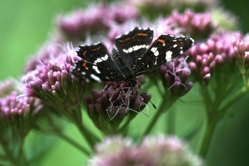 Araschnia levana