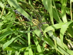 Argiope bruennichi