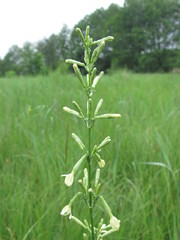 Silene multiflora