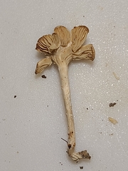 Pseudoomphalina compressipes