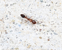 Cardiocondyla mauritanica