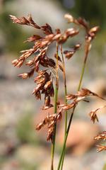 Rhodocoma fruticosa