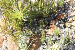 Rhodocoma fruticosa