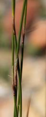 Rhodocoma fruticosa