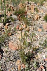Rhodocoma fruticosa
