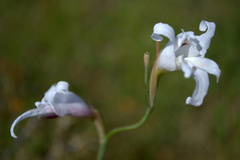 Gladiolus involutus