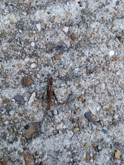 Chorthippus brunneus