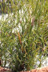 Rhodocoma fruticosa
