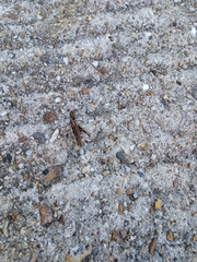 Chorthippus brunneus