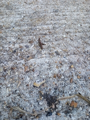 Chorthippus brunneus