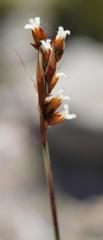 Rhodocoma fruticosa