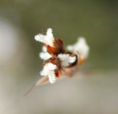 Rhodocoma fruticosa